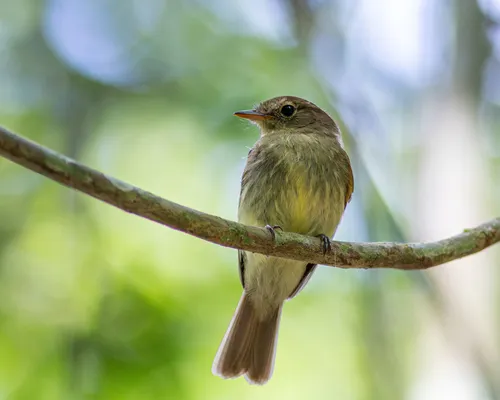 Euler's Flycatcher