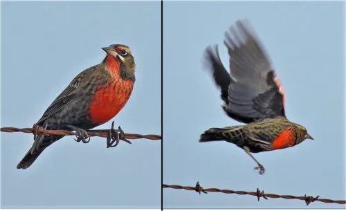 Pampas Meadowlark
