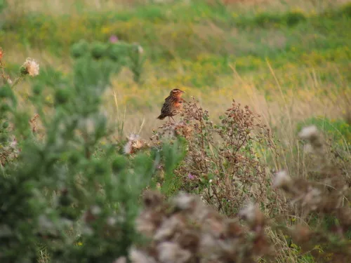 Polícia-inglesa-do-sul