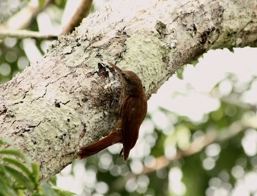 Duida Woodcreeper