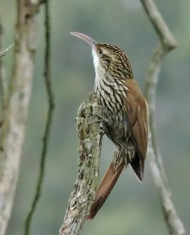 Scalloped Woodcreeper