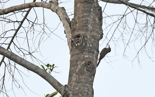 Rondonia Woodcreeper