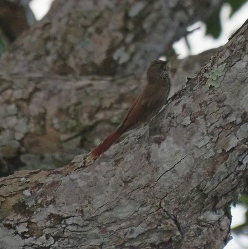 Layard's Woodcreeper