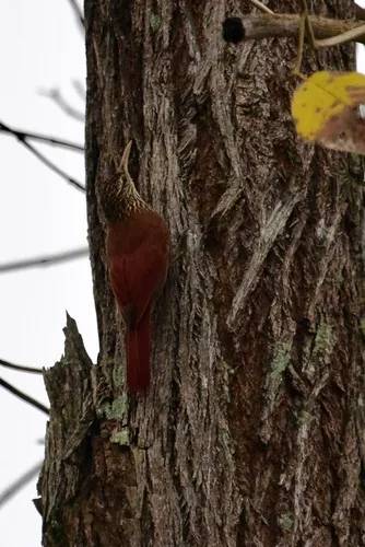 Streak-headed Woodcreeper