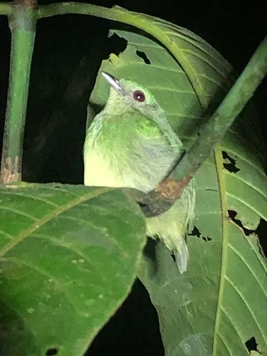 Blue-crowned Manakin