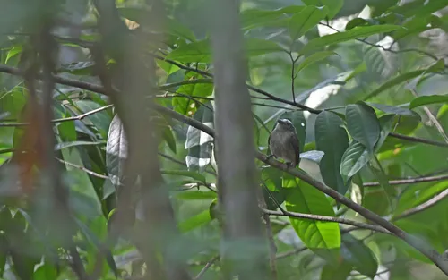 Opal-crowned Manakin