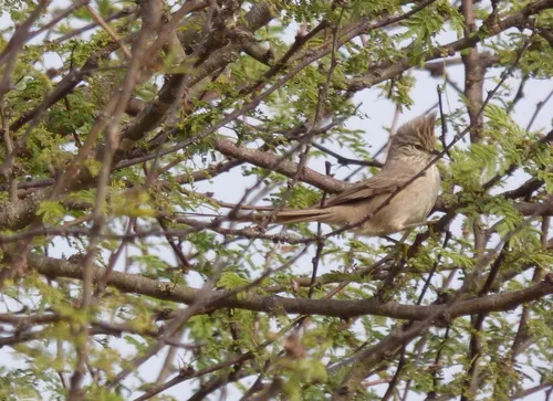 Tufted Tit-Spinetail