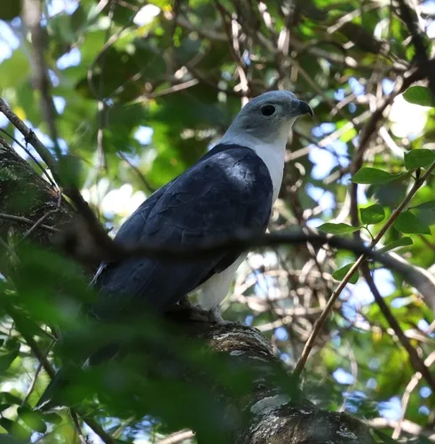 Gray-headed Kite