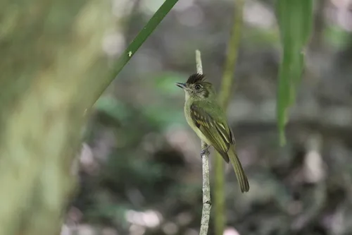 Sepia-capped Flycatcher