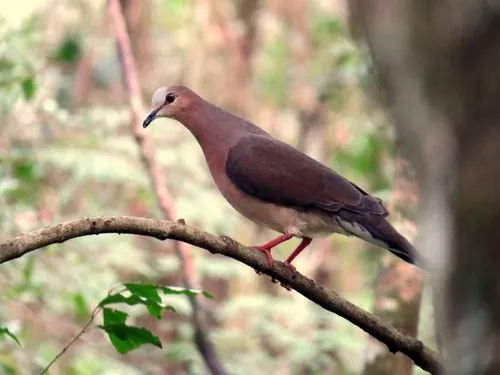 Gray-fronted Dove