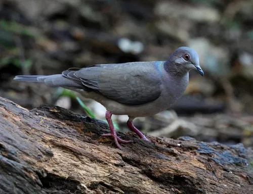 White-tipped Dove