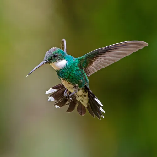 White-throated Hummingbird