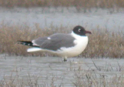 Gaivota-alegre