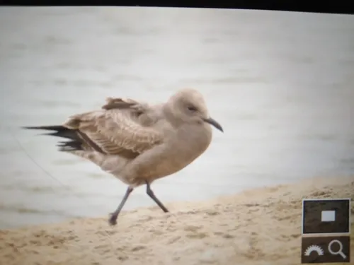 Gray Gull