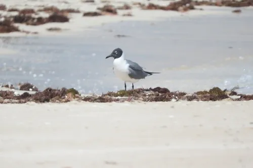 Franklin's Gull