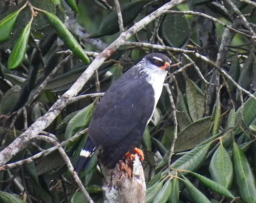 White-browed Hawk