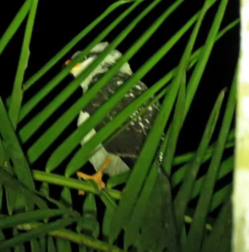 Gavião-de-cara-preta