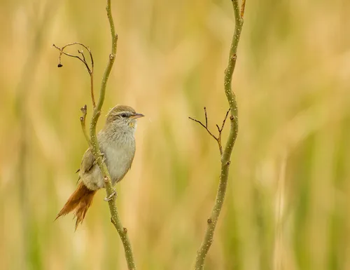 Sulphur-throated Spinetail