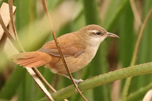 Curve-billed Reedhaunter