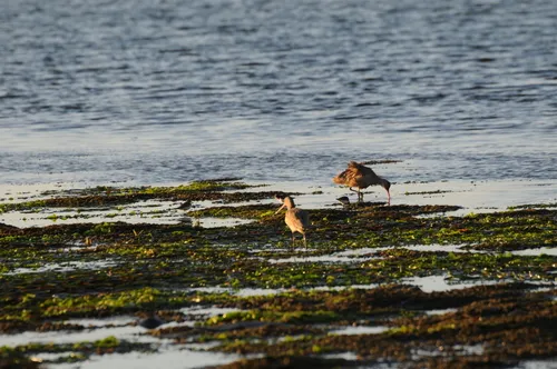 Marbled Godwit