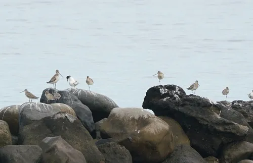 Bar-tailed Godwit