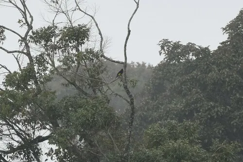 Black-and-gold Cotinga