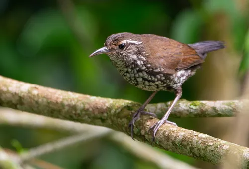 Sharp-tailed Streamcreeper