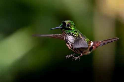 Topetinho-verde