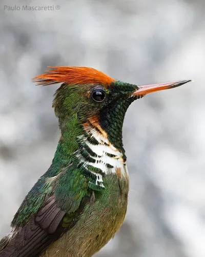 Frilled Coquette