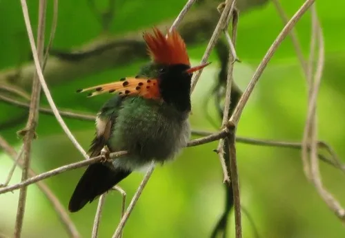 Beija-flor-de-leque-canela