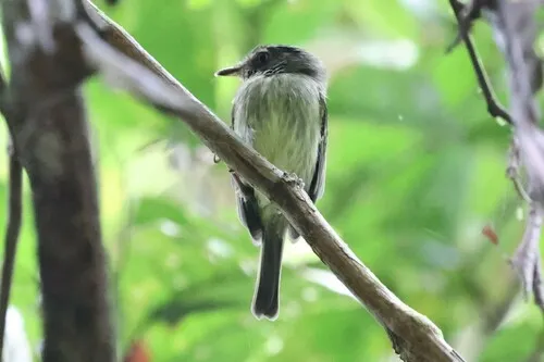 Double-banded Pygmy-Tyrant