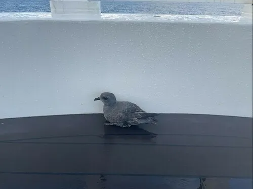 Kerguelen Petrel