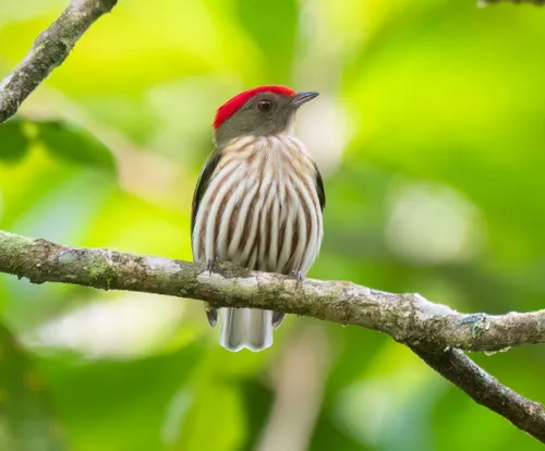 Striped Manakin