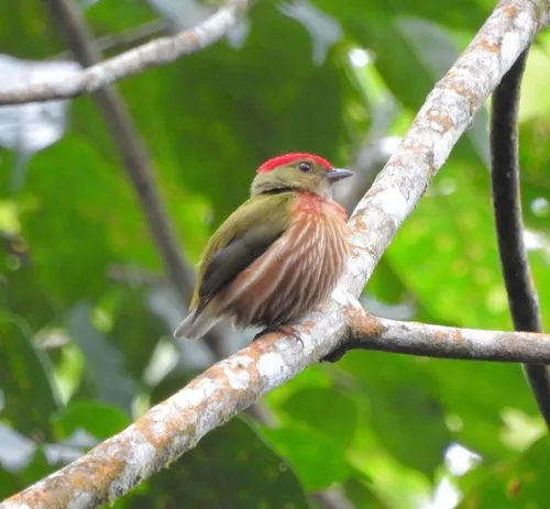Western Striped Manakin