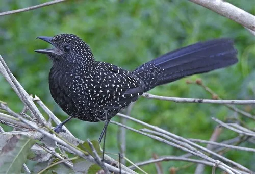 Borralhara-assobiadora