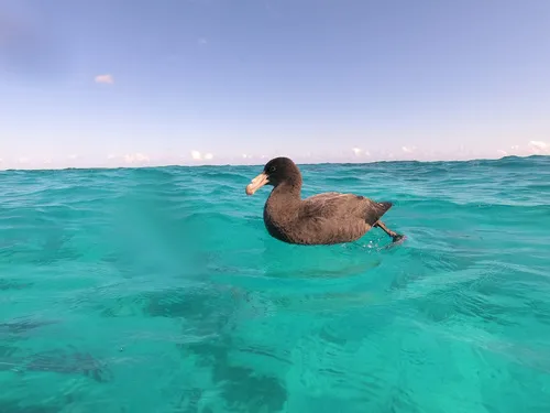 Petrel-grande-do-norte