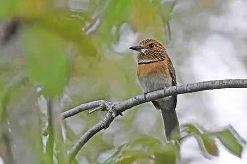 Lesser Crescent-chested Puffbird