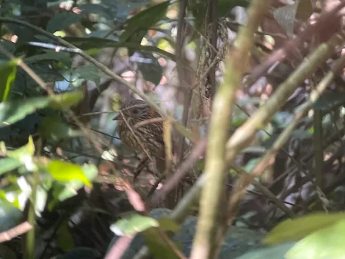 Semicollared Puffbird
