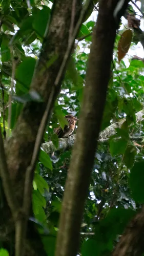 Crescent-chested Puffbird