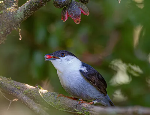 Rendeira