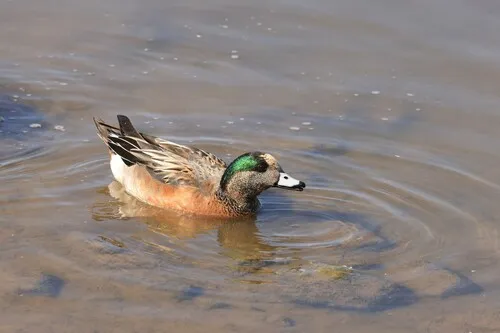 Chiloe Wigeon