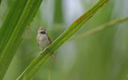 White-bellied Spinetail