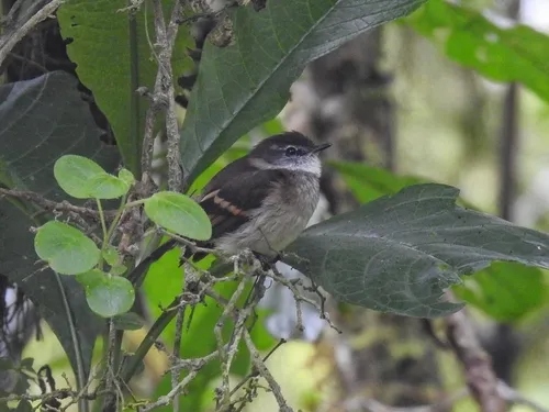 White-throated Tyrannulet