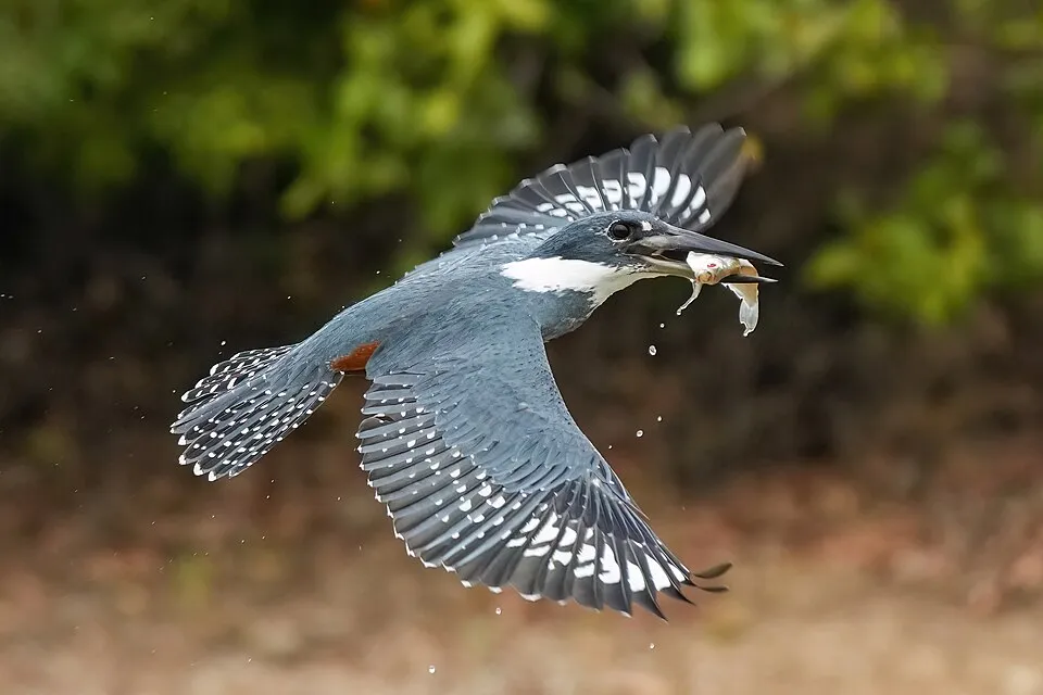 Ringed Kingfisher