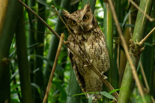 Long-tufted Screech-Owl