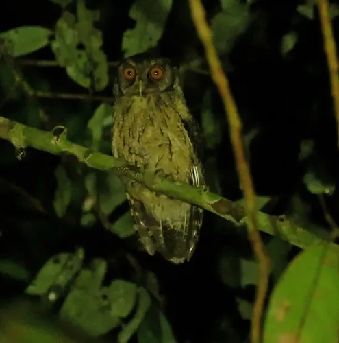 Variable Screech-Owl