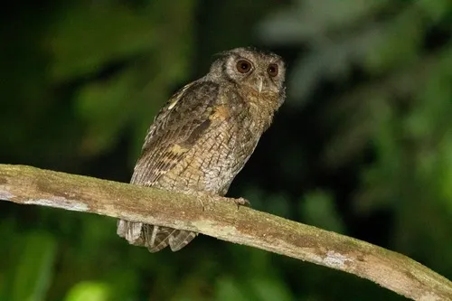 Guianan Screech-Owl