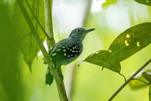 Pearly Antshrike