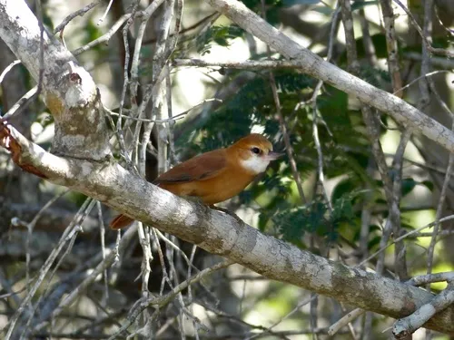 Bico-virado-da-caatinga
