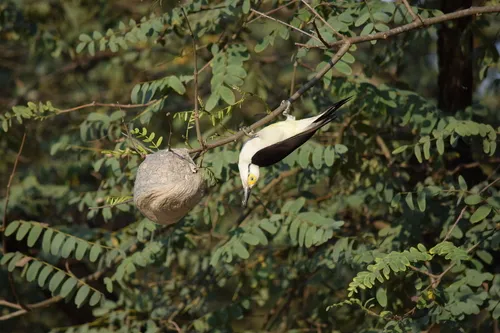 White Woodpecker